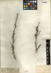 Acacia senegal Tropicos 100191277.jpg