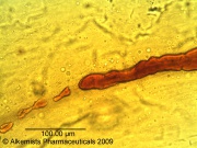 Safflower Alkemist Laboratories.jpg