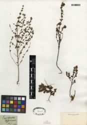 Euphrasia officinalis Tropicos 100285391.jpg