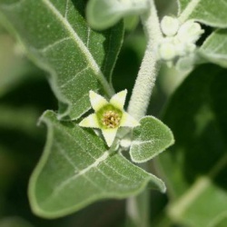 Withania somnifera - EOL - Flower.jpg