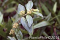PlantaPhile - 1561.jpg