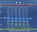 Centella asiatica - Alkemist Laboratories.jpg