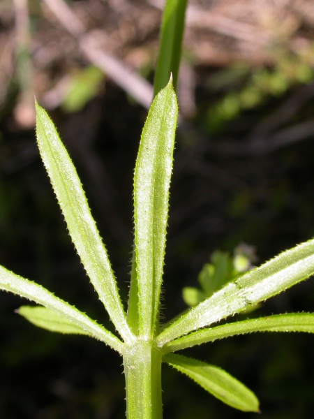 File:Galium aparine Tropicos 79313.jpg