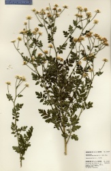 Tanacetum parthenium Tropicos 100018502.jpg