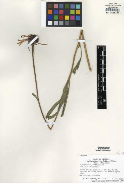 File:Echinacea angustifolia Tropicos 89103.jpg