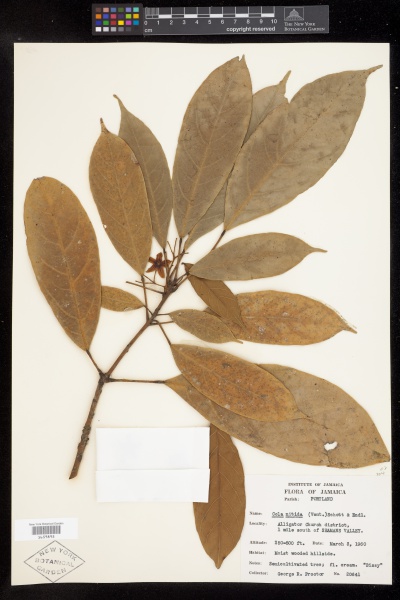 File:Cola nitida A.Chev. - Starr - 1659895.jpg