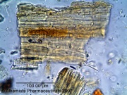 Bupleurum chinense - Alkemist Laboratories.jpg