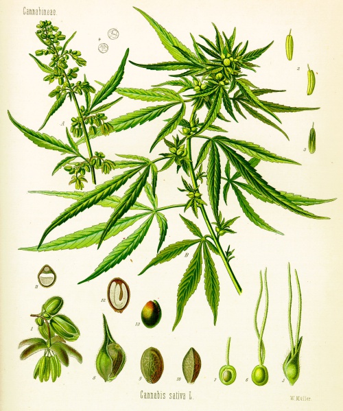 File:Cannabis sativa - Köhler.jpg