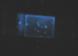 Isatis tinctoria-1 - Alkemist Laboratories.jpg