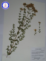 Hypericum perforatum LF00509MMB A0153.jpg