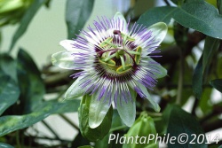 PlantaPhile - 235.jpg