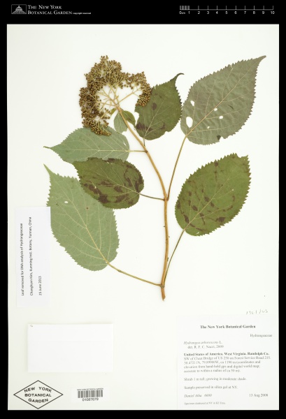 File:Hydrangea arborescens L. - Starr - 01087679.jpg