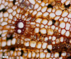 Withania somnifera - NR - Root TS x400.png