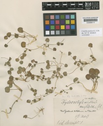 Centella asiatica Kew imageBarcode=K000686115 297461.jpg