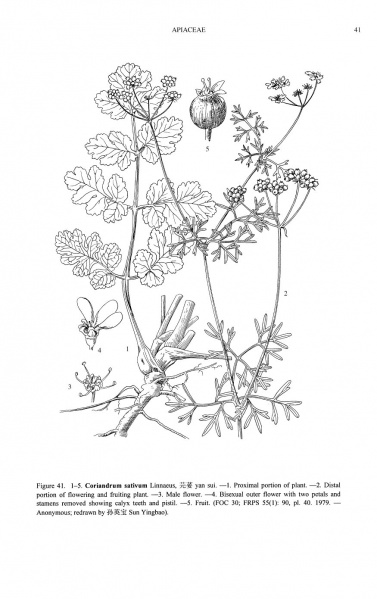 File:Coriandrum sativum Tropicos 72646.jpg