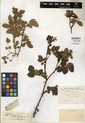 Rosa canina Tropicos 100179847 (S).jpg