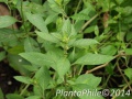 PlantaPhile - 2040.jpg
