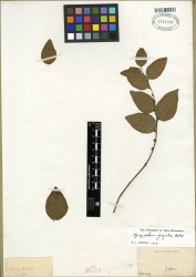 Ziziphus jujuba Tropicos 100184298 (S).jpg