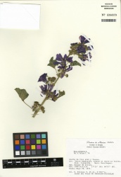 Malva sylvestris Tropicos 100000537.jpg