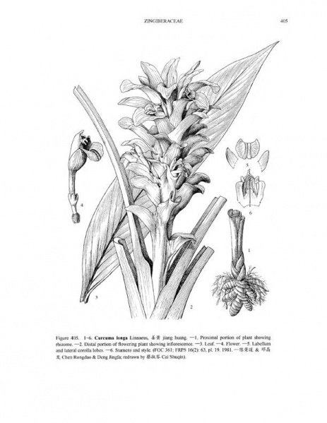 File:Curcuma longa Tropicos 36581.jpg