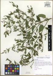 Scutellaria lateriflora Tropicos 100007266.jpg