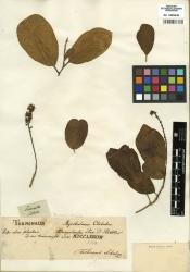 Terminalia chebula Tropicos 100176418 (S).jpg