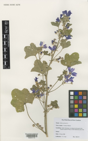 File:Malva sylvestris Kew barcode=K000914119 479685.jpg