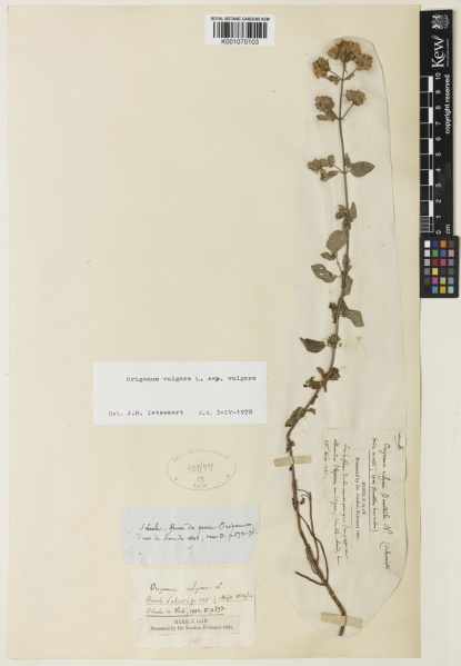 File:Origanum vulgare subsp. vulgare Kew barcode=K001070103 617711.jpg