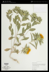 Carthamus tinctorius L. - Starr - 00703082.jpg