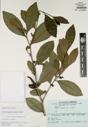 Camellia sinensis Tropicos 30070.jpg