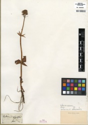 Valeriana officinalis Tropicos 100187916.jpg