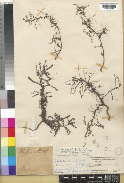 File:Phyllanthus fraternus Kew barcode=K000246586 52329.jpg
