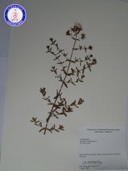 Hypericum perforatum LF19505JD A0154.jpg