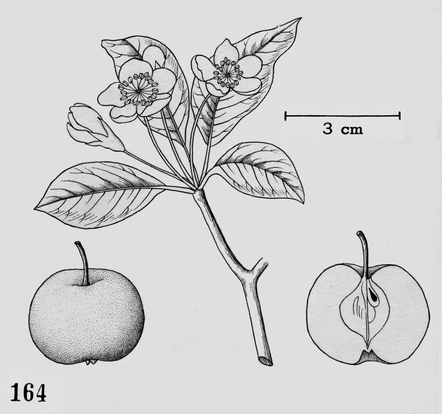 File:Malus pumila Tropicos 83235.jpg