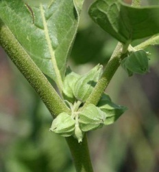 Withania somnifera - EOL - Fruit.jpg