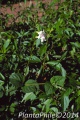PlantaPhile - 435.jpg
