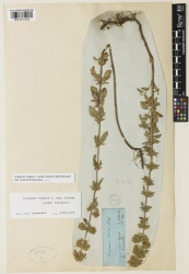 Origanum vulgare subsp. hirtum Kew barcode=K001070104 617713.jpg