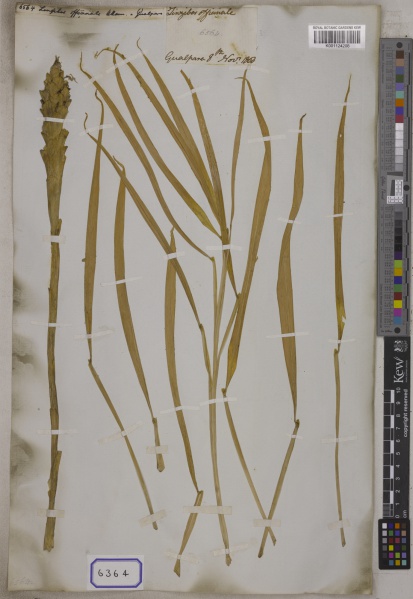 File:Zingiber officinale Kew barcode=K001124208 706423.jpg
