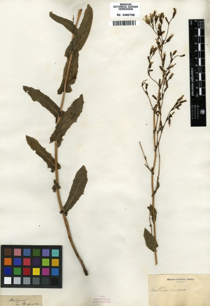 File:Lactuca virosa Tropicos 100263601.jpg