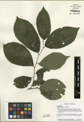 Ulmus rubra Tropicos 100123357 (S).jpg