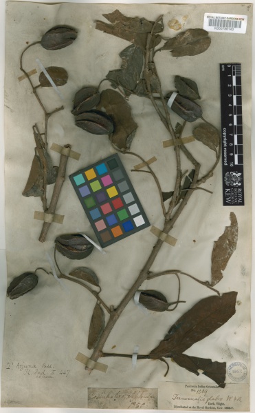 File:Terminalia arjuna Kew barcode=K000786143 360621.jpg