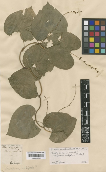 File:Tinospora cordifolia Kew barcode=K000644588 273434.jpg