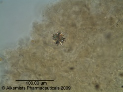 Chickweed herb Alkemist Laboratories.jpg