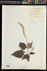 Salvia hispanica L. - Starr - 01495095.jpg