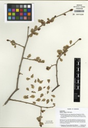 Ulmus rubra Tropicos 100123358 (S).jpg