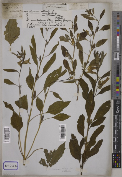 File:Sesamum indicum Kew barcode=K001123818 697904.jpg