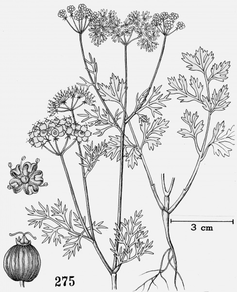 File:Coriandrum sativum Tropicos 83358.jpg