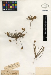 Plantago ovata Tropicos 100186592 (S).jpg
