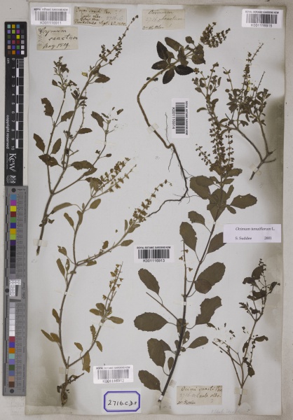 File:Ocimum sanctum Kew barcode=K001116913 686611.jpg