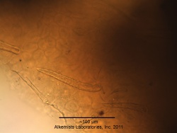 Senna Leaf-1 Alkemist Laboratories.jpg